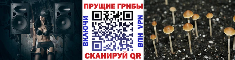 Галлюциногенные грибы Cubensis  маркетплейс как зайти  Волхов  МЕГА ссылка 